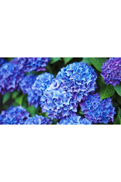 Гортензія синя Ерлі Блю